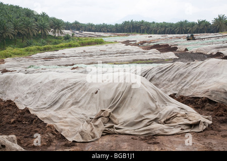 Coperti Compost pali. Vuoto grappoli di frutta (EFBs) vengono riciclati in una grande sul sito di impianto di compostaggio. Foto Stock