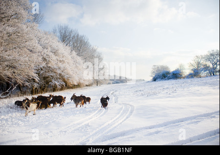 La nevicata in Essex woodland. Foto Stock