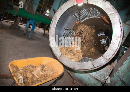 Un selezionatore rotante la separazione di palm kernel da vuoto di frutta mazzetto fibre. Il Palm Sindora Frantoio, Johor Bahru, Malaysia Foto Stock