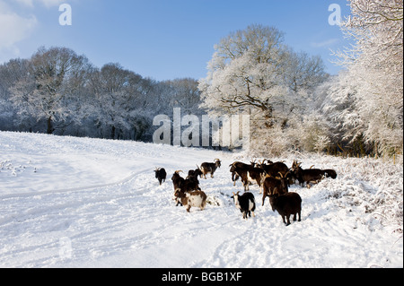 La nevicata in Essex woodland. Foto Stock