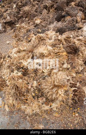 Pila di vuoto di frutta grappoli (EFBs), un prodotto di olio di palma elaborazione, in attesa del trasferimento per il compostaggio o utilizzare come biocarburante. Foto Stock