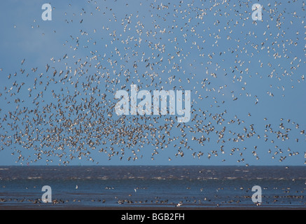 Grande gregge di nodo, Calidris canutus, volare da alta marea roost torna in riva al mare Foto Stock