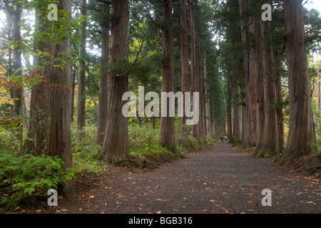 Giappone, isola di Honshu, Togakushi Mountain Range, Togakushi sacrario scintoista, Sugi alberi (Cryptomeria japonica) Foto Stock