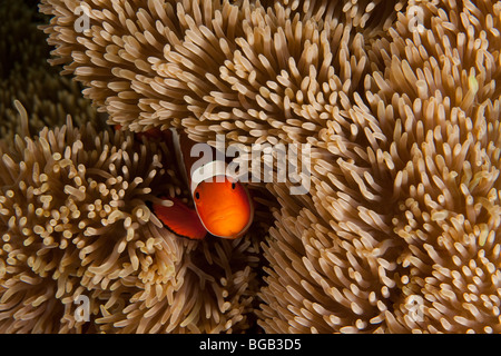 False Clown Anemonefish (Amphiprion ocellaris) su anemone marittimo, Lembeh strait, Nord Sulawesi, Indonesia. Foto Stock