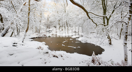 La nevicata in Essex woodland. Foto Stock