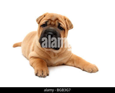 Shar Pei cucciolo di cane isolato su bianco Foto Stock