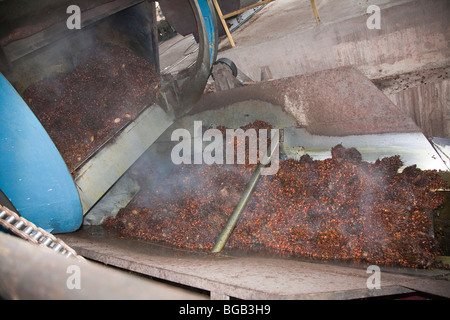 La cottura a vapore di olio caldo palm frutta fresca a grappoli (FFBs) sono svuotati della pentola. Il Palm Sindora Frantoio, Malaysia Foto Stock