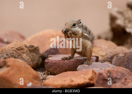 Yuma Antelope scoiattolo (Ammospermophilus harrisi), mangiando un seme. Foto Stock