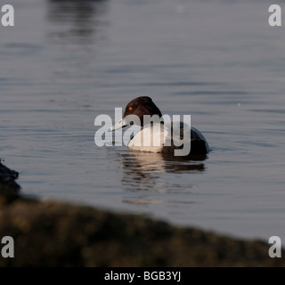 X Pochard Moretta hybrid nuoto in Ouse lavaggi a Welney Foto Stock