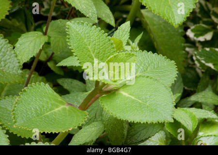 Indiano pianta di borragine close-up Foto Stock