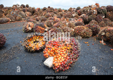 Olio di palma di frutta fresca a grappoli (FFBs) in attesa di ispezione e di elaborazione al mulino. Il Sindora Palm Oil Mill, Malaysia Foto Stock