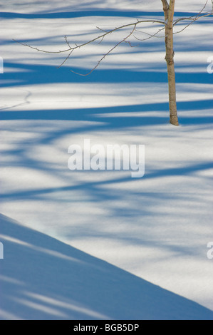 Tree & le ombre degli alberi nella neve, Pennsylvania, STATI UNITI D'AMERICA Foto Stock
