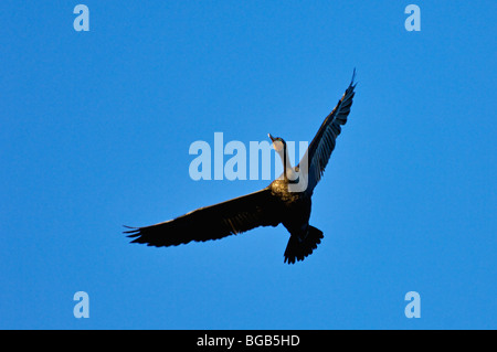 Doppio di cormorani crestato volare al di sopra di watt Bar Lago in Rhea County, Tennessee Foto Stock