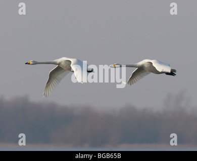 Whooper cigni, Cygnus Cygnus, volare e chiamando al di sopra del Ouse lavaggi, Cambridgeshire, Regno Unito Foto Stock