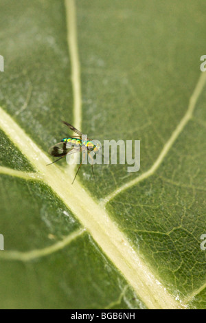 Dalle lunghe gambe volare sulla foglia. Foto Stock