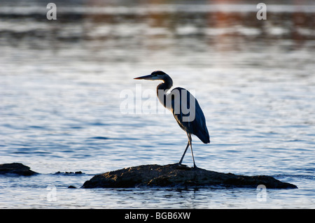 Airone blu permanente sulla roccia su Watt Bar Lago in Rhea County, Tennessee Foto Stock