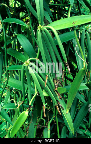 Baccelli di vaniglia maturazione sulle vite, preharvest. Foto Stock