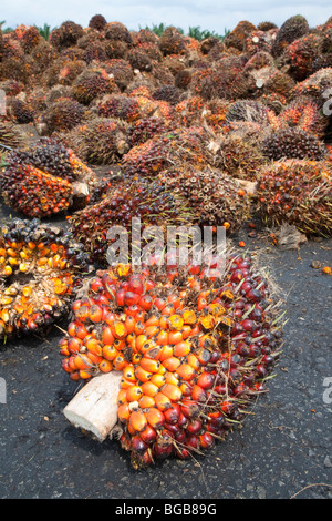 Olio di palma di frutta fresca a grappoli (FFBs) in attesa di ispezione e di elaborazione al mulino. Il Sindora Palm Oil Mill, Malaysia Foto Stock