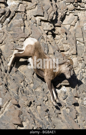 Un giovane maschio di ram Big Horn pecore correre giù una scogliera di fronte Foto Stock
