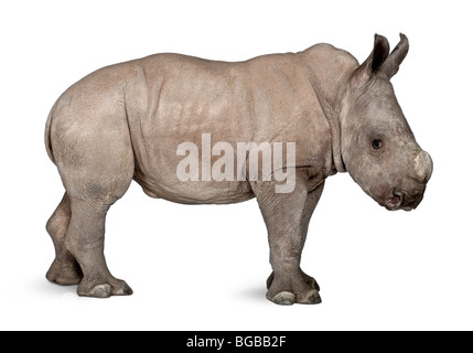 Giovani rinoceronte bianco o quadrata con labbro di rinoceronte, Ceratotherium simum, 2 mesi di età, di fronte a uno sfondo bianco Foto Stock