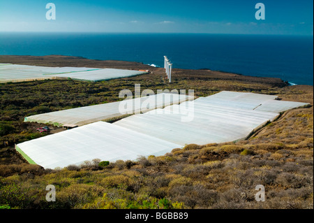 Piantagione di banane, la Punta de Teno, isola di Tenerife, Canarie Foto Stock
