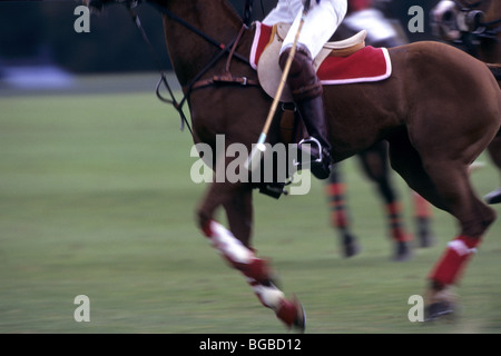 Giocatore di polo sul suo cavallo Foto Stock