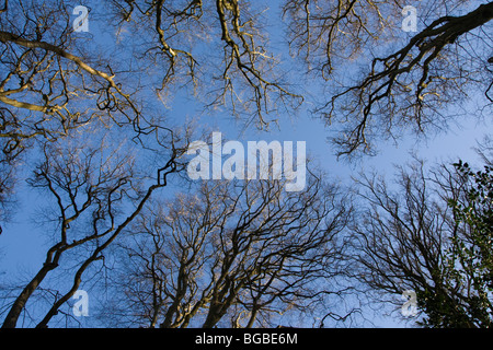 Argento di betulle visto ai rami superiori tettoia, New Forest, Regno Unito Foto Stock