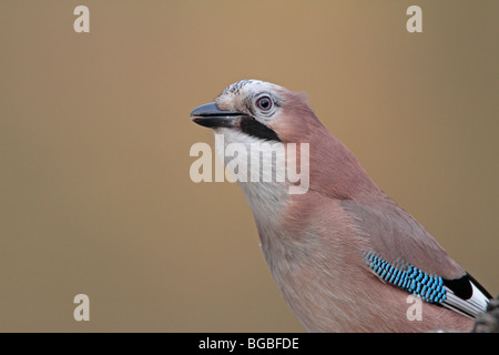 Ghiandaia Foto Stock