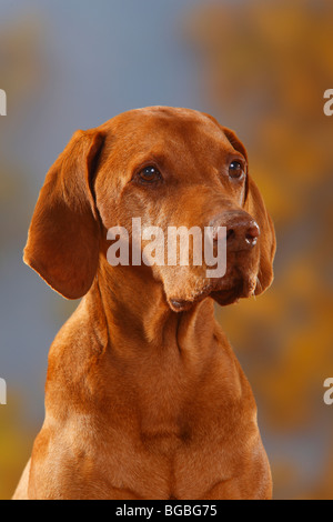 Puntatore ungherese, 12 anni / Magyar Vizsla Foto Stock