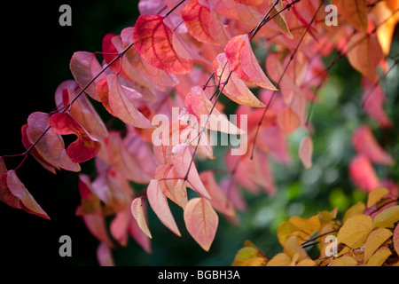 Cercidiphyllum japonicum Katsura Tree Foto Stock