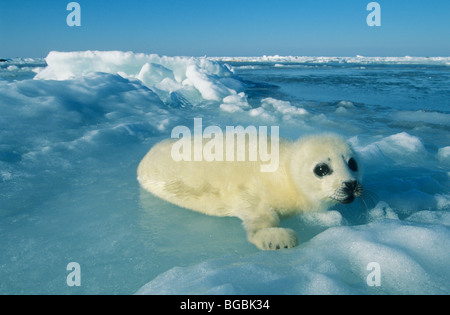 Guarnizione arpa pup, (Phoca groenlandica), primi di marzo, l'isola della Maddalena, Quebec, Canada orientale. Foto Stock
