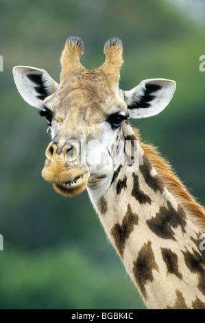 La giraffa, (Giraffa camelopardalis), ritratto, il Parco Nazionale di Nairobi, Kenya, Africa orientale. Foto Stock