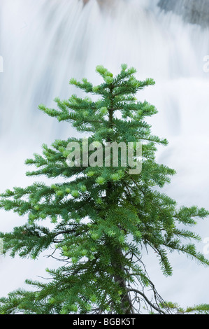 Fir subalpino (Abies lasiocarpa) e cascata, il Parco Nazionale del Monte Rainier, Washington Foto Stock