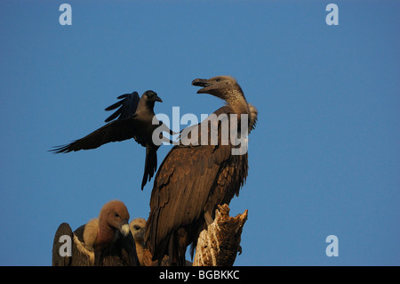 Crow mobbing Indian bianco-rumped Vulture (Gyps bengalensis) Foto Stock