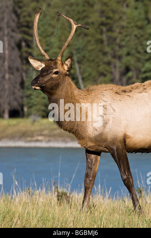 Un giovane Bull Elk atteggiamento elegante e pavoneggia durante la routine annuale Foto Stock