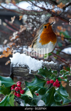 Robin in scena invernale Foto Stock