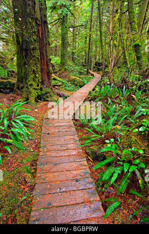 Il lungomare che si snoda lungo il sentiero della foresta pluviale nella foresta pluviale costiera del Pacific Rim National Park, Long Beach, unità di Clayoquot Foto Stock