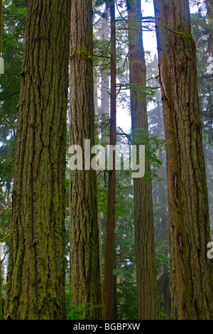 Tall, dritto Douglas-abeti, Pseudotsuga menziesii, nella Cattedrale di Grove nella foresta pluviale, MacMillan Parco Provinciale, Vancouver Foto Stock