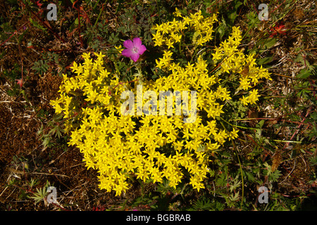 Mordere Stonecrop, Sedum acre, noto anche come Goldmoss Stonecrop, Goldmoss Sedum, o Wallpepper Foto Stock