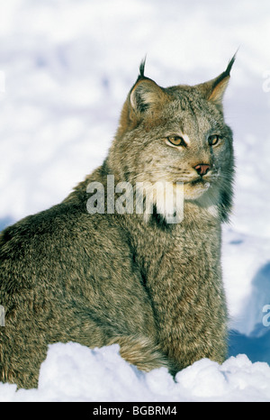 Il Lynx di Canada nella neve, (Felis lynx), inverno, nord Montana. CAPTIVE Foto Stock