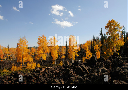 I campi di lava aspen trees (Populus tremula) in caduta, Dixie National Forest, i crateri, Brian Head, Utah, Stati Uniti d'America Foto Stock