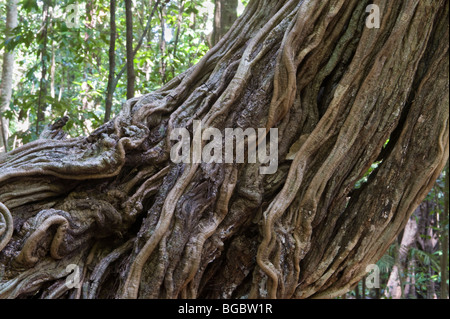 La scaletta di scimmia (Bauhinia glabra) Iwokrama Foresta Pluviale scudo della Guiana Guyana Sud America Ottobre Foto Stock