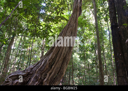 La scaletta di scimmia (Bauhinia glabra) Iwokrama Foresta Pluviale scudo della Guiana Guyana Sud America Ottobre Foto Stock