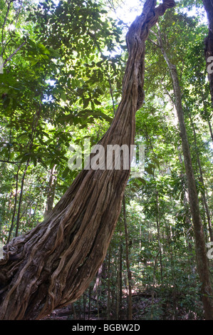 La scaletta di scimmia di vite (Bauhinia glabra) Iwokrama Foresta Pluviale scudo della Guiana Guyana Sud America Ottobre Foto Stock