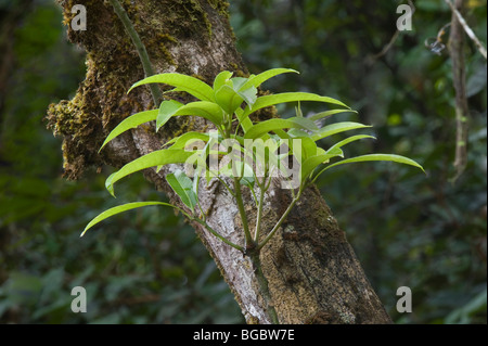 Mango (Mangifera sp.) tronco di albero e il ramo con foglie Kaieteur Parco Nazionale scudo della Guiana Guyana Sud America Ottobre Foto Stock