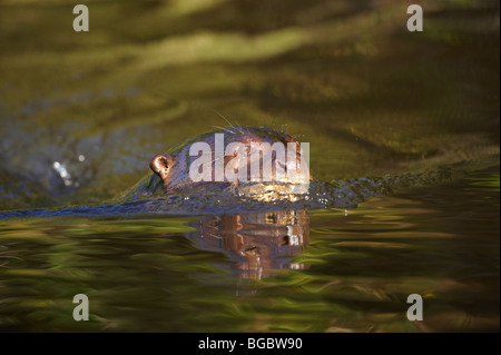 Lontra Gigante, Pteronura brasiliensis, Pantanal, Mato Grosso, Brasile, Sud America Foto Stock