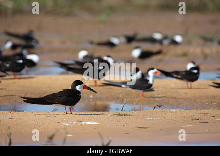 Nero, Skimmer Rynchops niger, Pantanal, Mato Grosso, Brasile, Sud America Foto Stock