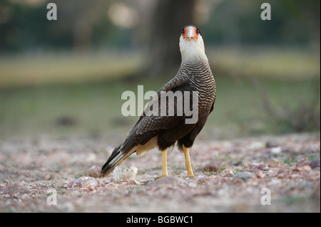 Caracara sud o sud Caracara crestato, caracara plancus, Pantanal, Mato Grosso, Brasile, Sud America Foto Stock