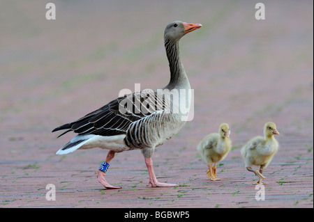 Graylag goose (Anser anser) con goslings Foto Stock