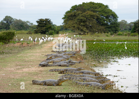 Un enorme gruppo di yacare caimani, Pantanal, Mato Grosso, Brasile, Sud America Foto Stock